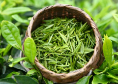 茶消费将步入提质扩容的新阶段，带动茶产业发展迈向高质量「图」