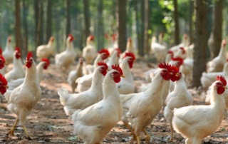 中国肉鸡产业发展现状及趋势分析，白羽鸡出栏量最高「图」