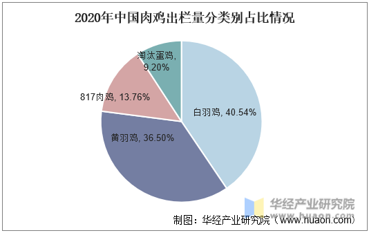 2020年中国肉鸡出栏量分类别占比情况