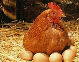 2021年中国蛋鸡产业现状及发展趋势分析，祖代向全国供种富富有余「图」