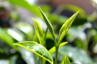 2021年全球及中国茶叶行业发展现状分析，行业市场持续增长「图」