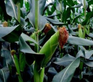 康农种业提交北交所辅导备案材料：玉米种业企业 去年上半年净利1684万元