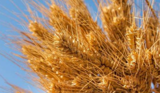 发展杂交小麦 提升盐碱地产能
