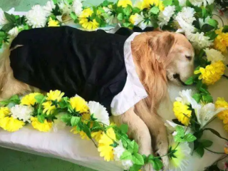 宠物殡葬业市场逐渐兴起需引导行业规范发展