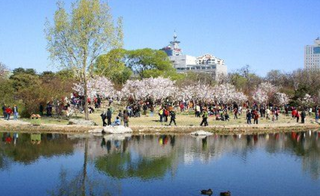 踏青赏花受欢迎，露营流行！本地休闲和近程度假成主基调，清明假期3天，国内旅游出游7541.9万人次