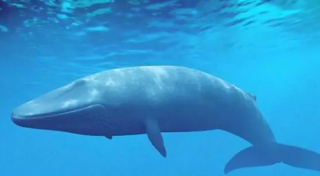 鲸鱼搁浅，声呐噪音或成“催命符”