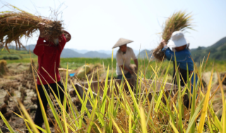农业农村部：适当提高稻谷、小麦最低收购价