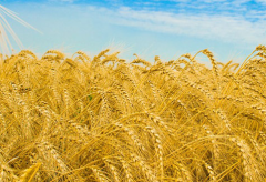 黑龙江粮食总产量达1573.54亿斤，连续12年稳居全国首位！强化优良品种繁育推广，让农民选对种多打粮