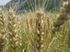 开辟小麦高产育种新途径——“小麦—冰草”，小麦育种利用冰草属外源优异基因，实现从“0”到“1”的重要突破！