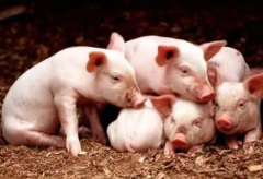 2022年中国生猪屠宰产业格局及趋势分析，肉价回落，政策背景下行业整合加速「图」