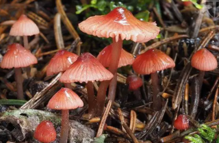 武夷山国家公园发现真菌新种诸犍老伞