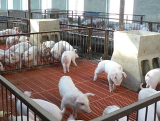 2022年中国生猪养殖行业市场调研及投资战略研究