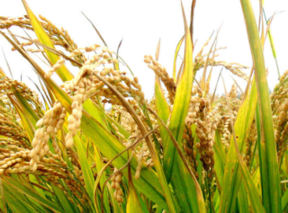 “禾下乘凉梦”，2021年中国水稻行业供需现状及发展趋势分析「图」