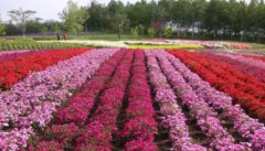广州市花都区壮大特色产业:花卉苗木托起美丽乡村