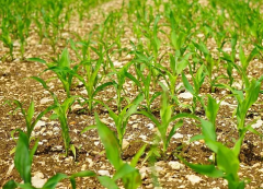 北京鲜食玉米种植面积已破4万亩，延庆旧县镇鲜食玉米预计丰收900万斤