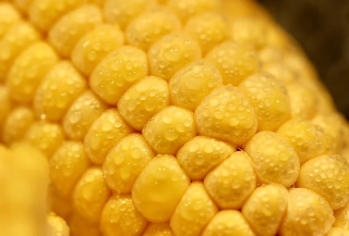 旱情冲击不利玉米收成多空交织新粮或是关键
