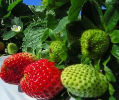2022年中国草莓发展现状，国内表观需求量上涨，未来草莓走向绿色有机化「图」