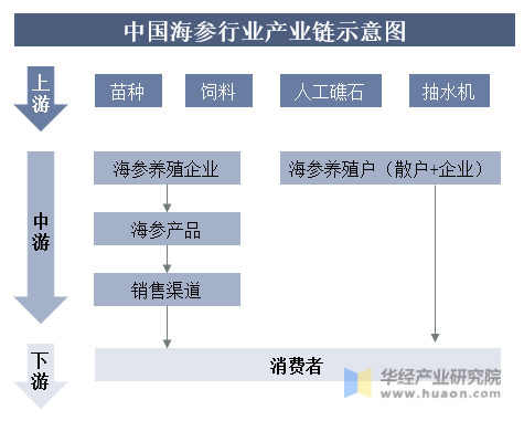 中国海参行业产业链示意图