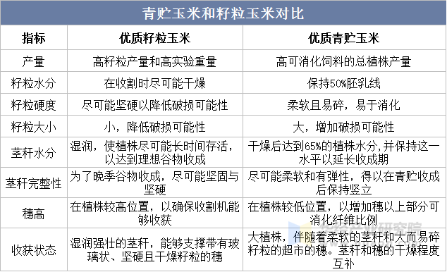 青贮玉米和籽粒玉米对比