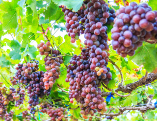 2022年中国葡萄产业主要品种、种植面积、产量及进出口统计情况「图」