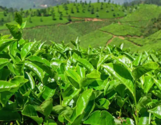 申遗成功推动川茶发展 传统文化向下扎根向上开花
