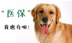 2022年中国宠物保险行业发展现状分析，险来减轻医疗负担，成为养宠人的必然需求「图」