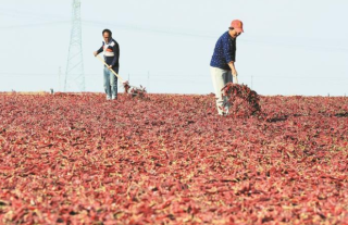 火红的辣椒 红火的产业 一八四团辣椒种植面积为5.1万亩，预计产值能达3.69亿元