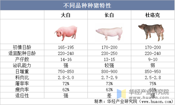 不同品种种猪特性