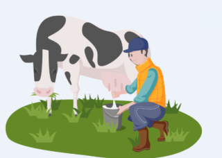 奶牛养殖业如何破局 原奶生产形势总体如何？