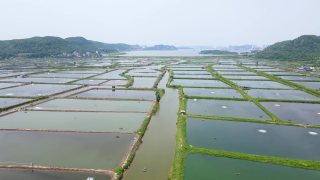 2022年中国泥鳅养殖成本和现状分析，大鳅利润压缩下，整体产量渐趋稳定「图」