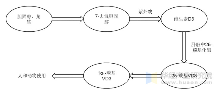 维生素D3在生物体内的转化途径