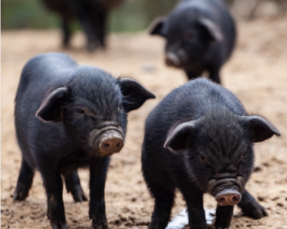 生猪价格大起大落，推动生猪产业健康平稳发展