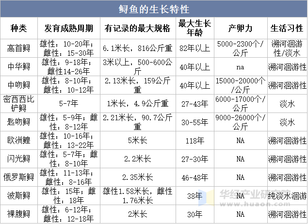 鲟鱼的生长特性