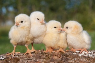 鸡苗价格狂飙数倍，白羽鸡苗价格“破7”， 鸡肉鸡蛋价格开启上涨！