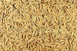 2022年中国水稻种子供需和价格变动分析，供给过剩态势进一步加剧，价格下落