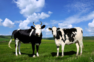 2022年中国奶牛养殖行业分析，下游乳制品需求强劲，奶牛存栏量持续增长「图」