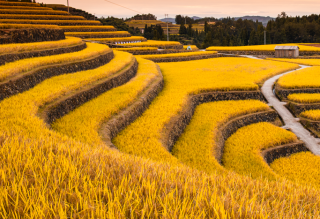 2022年中国稻谷产量、播种面积情况行业分析，播种面积持续下滑，产量基本趋于稳定「图」