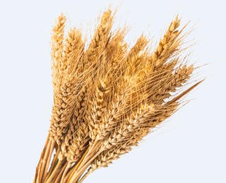 小麦进口激增的原因何在？会不会对国内市场造成冲击？