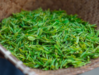 丝茶之源茶歌悠扬 陕西安康优化金融服务助力安康茶产业链高质量发展