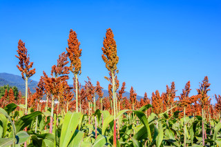 红缨子高粱系列品种在全国种植面积超过1800万亩，成为支撑贵州千亿级白酒产业的种质资源