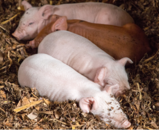猪价年内跌幅已超20% 价格拐点或出现在9月份