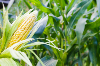 型杂交玉米是我国高产玉米育种的发展方向，为我国高产玉米育种提供原始创新的种质资源！
