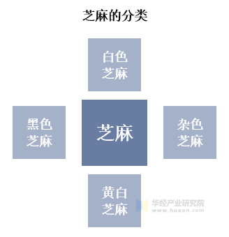 芝麻的分类