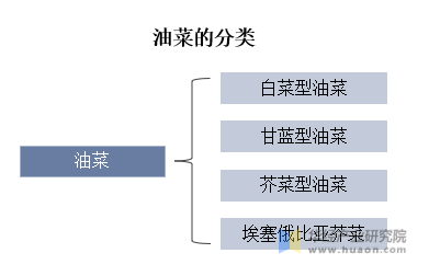 油菜的分类