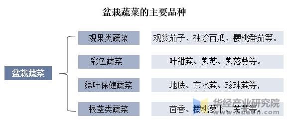 盆栽蔬菜的主要品种