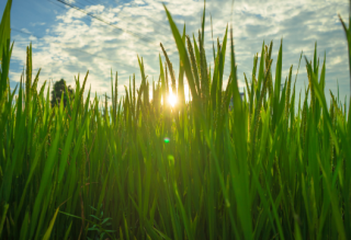 全国早稻播种面积稳中略减 早稻产量略增