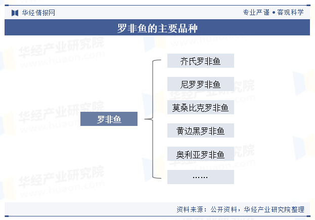 罗非鱼结构图图片