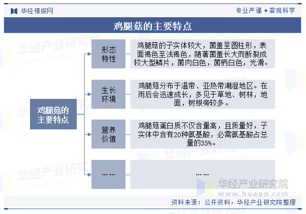 鸡腿菇的主要特点