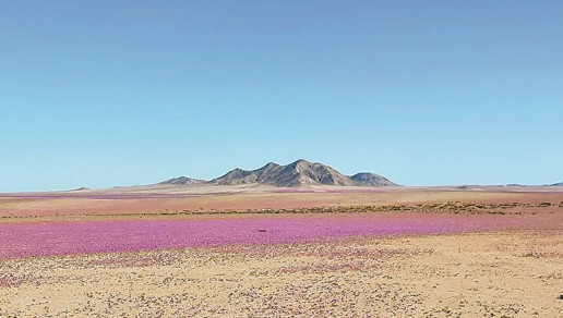 智利阿塔卡马沙漠是地球上最干旱的地方之一。据美国趣味科学网近日报道，该地区十年来首次出现罕见的冬季花开盛景：沙海中绽放出一片片白色与紫色的花朵。研究人员认为，这可能是气候变化造成的。