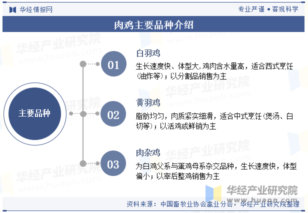 肉鸡主要品种介绍